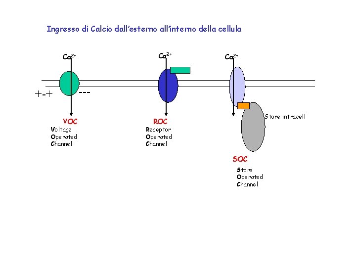 Ingresso di Calcio dall’esterno all’interno della cellula Ca 2+ --- +-+ VOC Voltage Operated