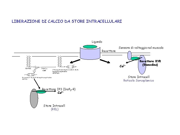 LIBERAZIONE DI CALCIO DA STORE INTRACELLULARI Ligando Recettore Sensore di voltaggio nel muscolo Ca