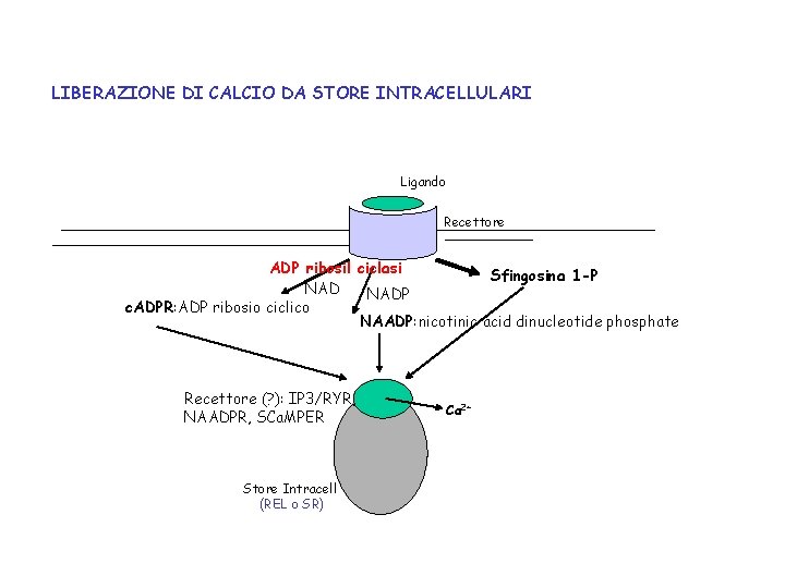 LIBERAZIONE DI CALCIO DA STORE INTRACELLULARI Ligando Recettore ADP ribosil ciclasi Sfingosina 1 -P