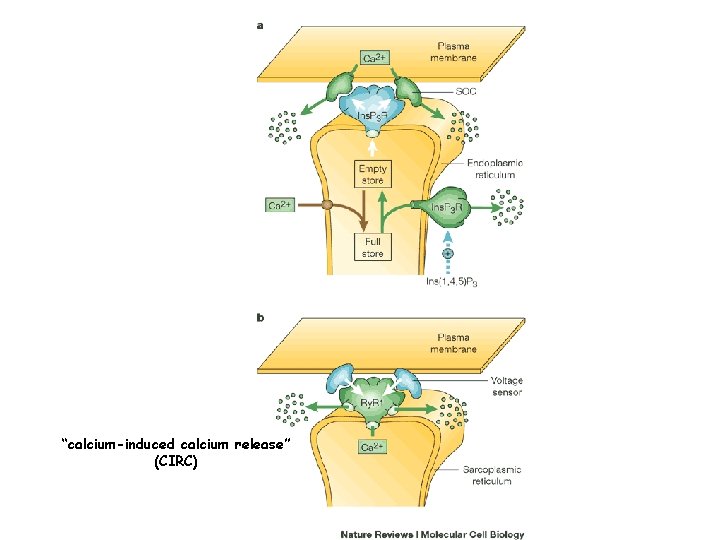 “calcium-induced calcium release” (CIRC) 