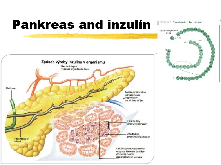 Pankreas and inzulín 