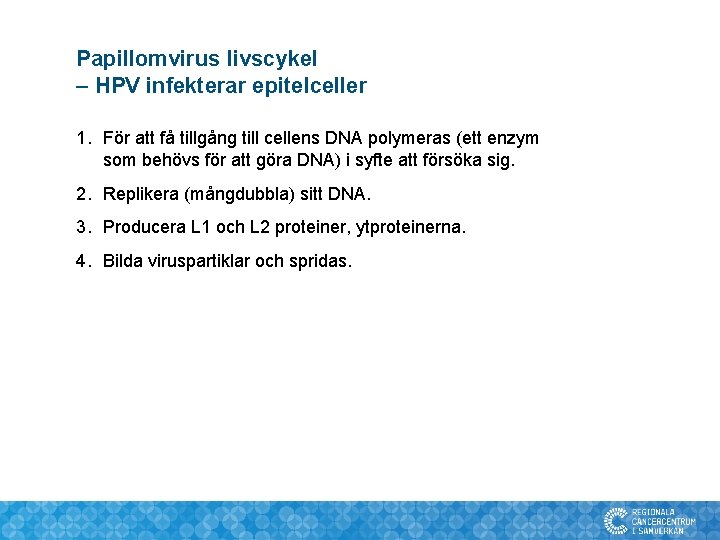 Papillomvirus livscykel – HPV infekterar epitelceller 1. För att få tillgång till cellens DNA Papillomvirus livscykel – HPV infekterar epitelceller 1. För att få tillgång till cellens DNA