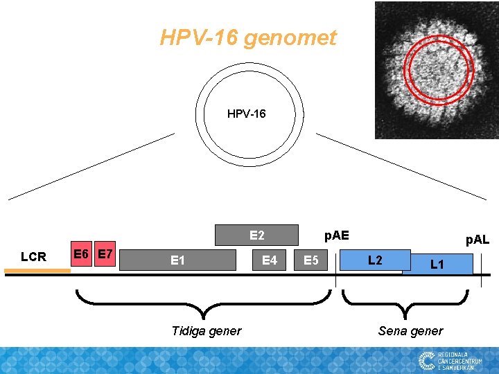 HPV-16 genomet HPV-16 p. AE E 2 LCR E 6 E 7 E 1 HPV-16 genomet HPV-16 p. AE E 2 LCR E 6 E 7 E 1