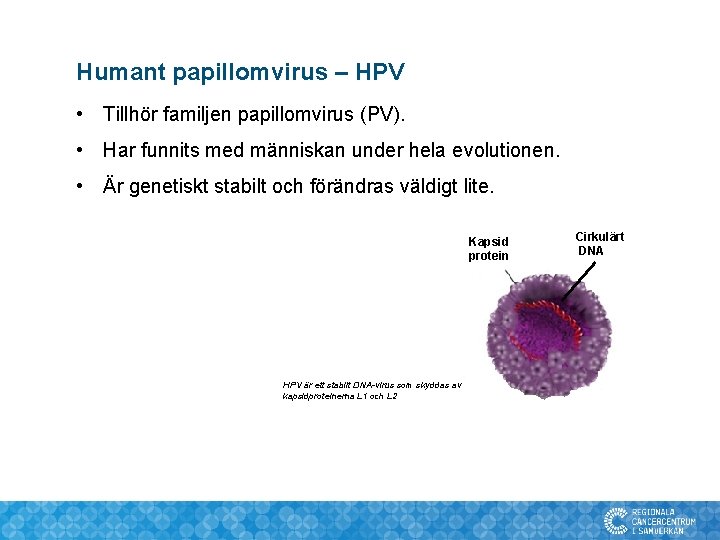 Humant papillomvirus – HPV • Tillhör familjen papillomvirus (PV). • Har funnits med människan Humant papillomvirus – HPV • Tillhör familjen papillomvirus (PV). • Har funnits med människan