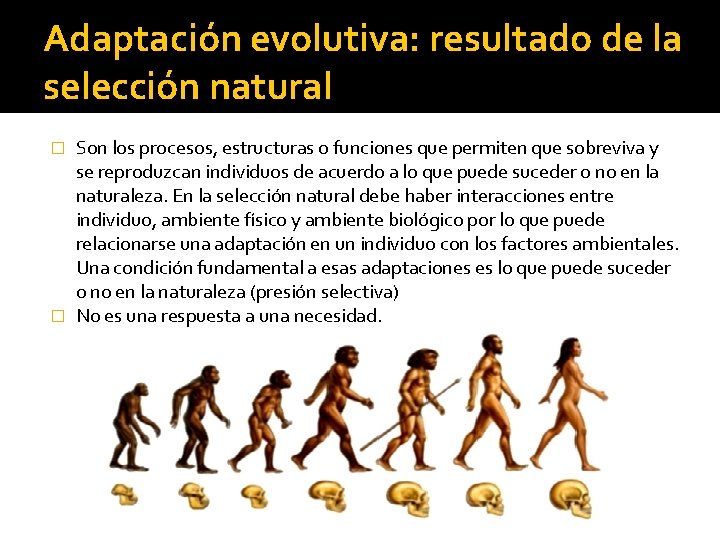 Adaptación evolutiva: resultado de la selección natural Son los procesos, estructuras o funciones que