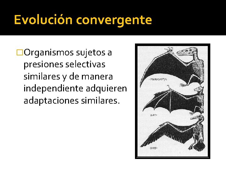 Evolución convergente �Organismos sujetos a presiones selectivas similares y de manera independiente adquieren adaptaciones