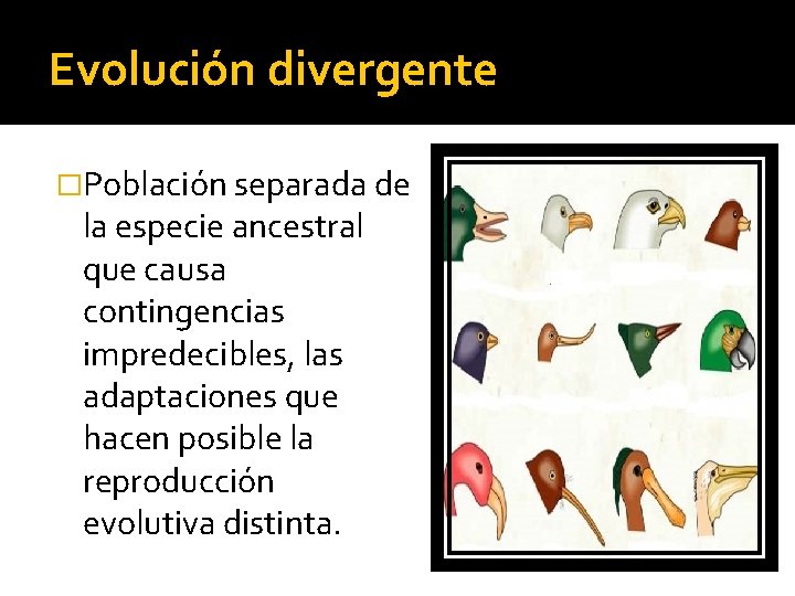 Evolución divergente �Población separada de la especie ancestral que causa contingencias impredecibles, las adaptaciones