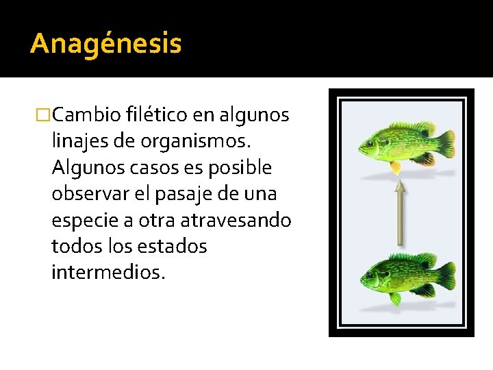 Anagénesis �Cambio filético en algunos linajes de organismos. Algunos casos es posible observar el