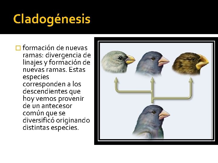 Cladogénesis � formación de nuevas ramas: divergencia de linajes y formación de nuevas ramas.