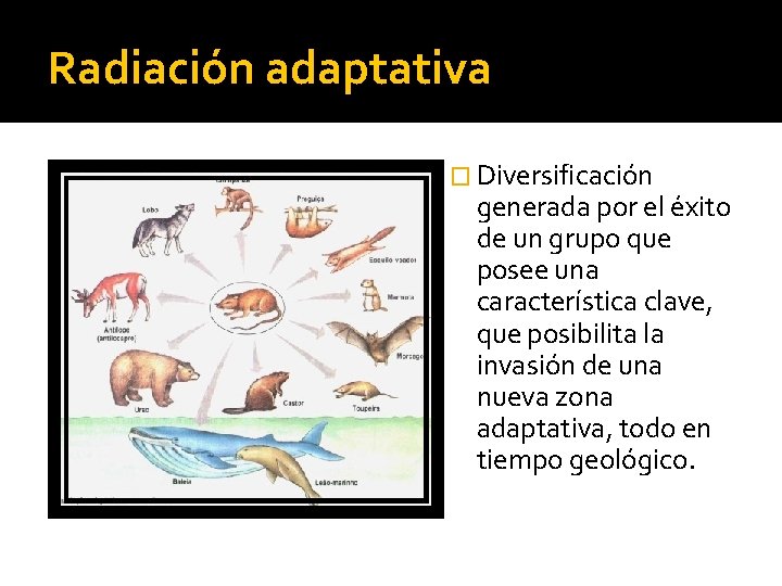 Radiación adaptativa � Diversificación generada por el éxito de un grupo que posee una