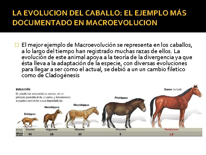 LA EVOLUCION DEL CABALLO: EL EJEMPLO MÁS DOCUMENTADO EN MACROEVOLUCION � El mejor ejemplo