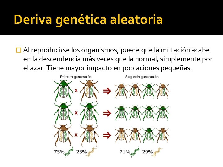 Deriva genética aleatoria � Al reproducirse los organismos, puede que la mutación acabe en