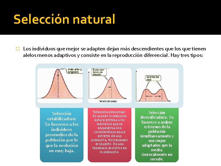 Selección natural � Los individuos que mejor se adapten dejan más descendientes que los