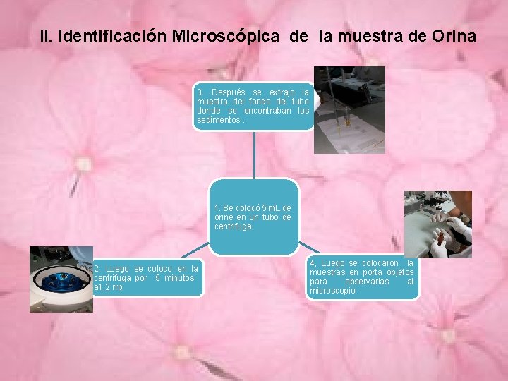 II. Identificación Microscópica de la muestra de Orina 3. Después se extrajo la muestra