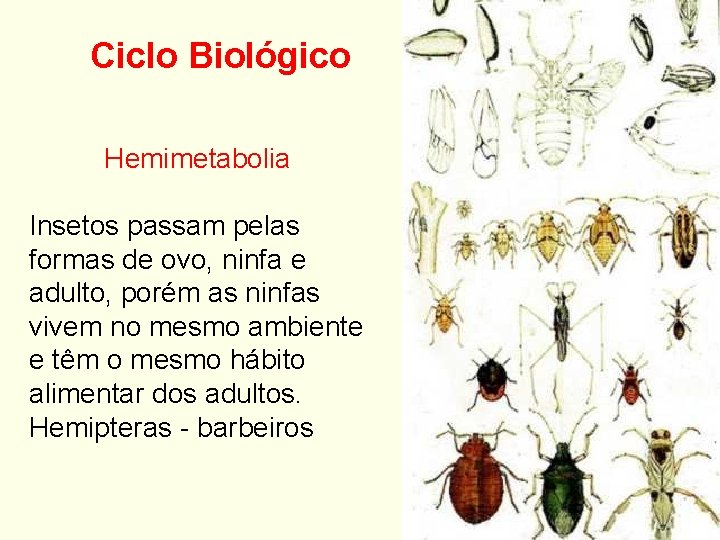 Ciclo Biológico Hemimetabolia Insetos passam pelas formas de ovo, ninfa e adulto, porém as