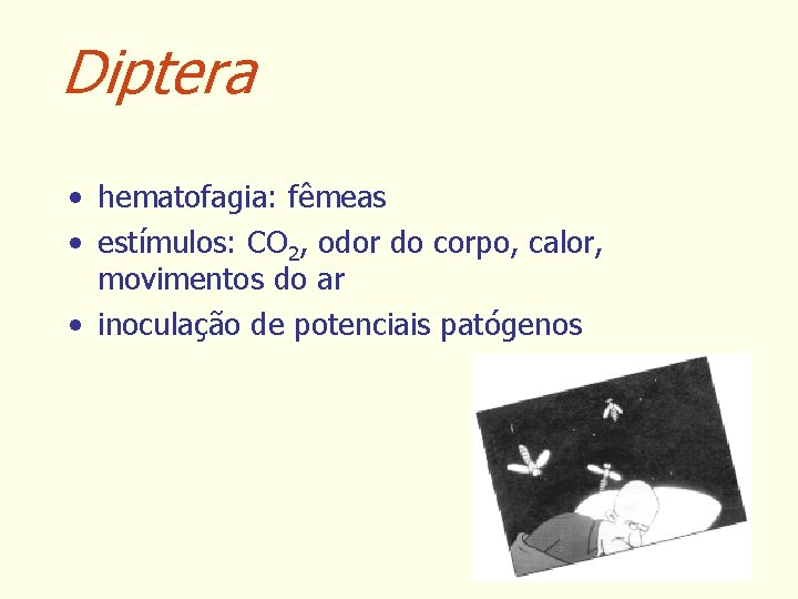 Diptera • hematofagia: fêmeas • estímulos: CO 2, odor do corpo, calor, movimentos do