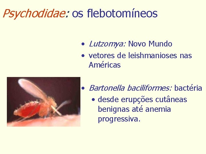 Psychodidae: os flebotomíneos • Lutzomya: Novo Mundo • vetores de leishmanioses nas Américas •