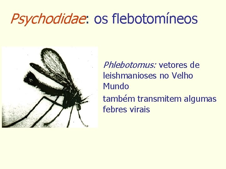 Psychodidae: os flebotomíneos Phlebotomus: vetores de leishmanioses no Velho Mundo também transmitem algumas febres