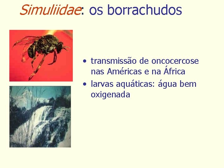 Simuliidae: os borrachudos • transmissão de oncocercose nas Américas e na África • larvas