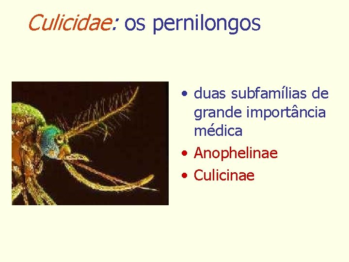 Culicidae: os pernilongos • duas subfamílias de grande importância médica • Anophelinae • Culicinae