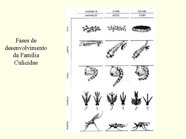 Fases de desenvolvimento da Família Culicidae 