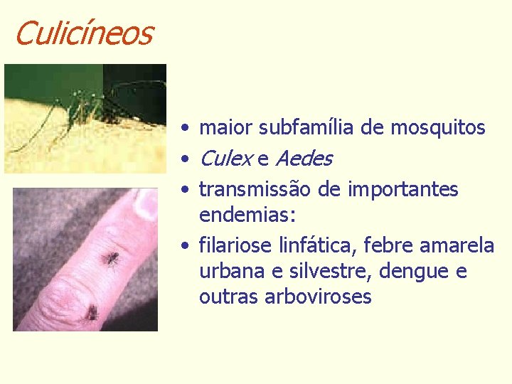 Culicíneos • maior subfamília de mosquitos • Culex e Aedes • transmissão de importantes