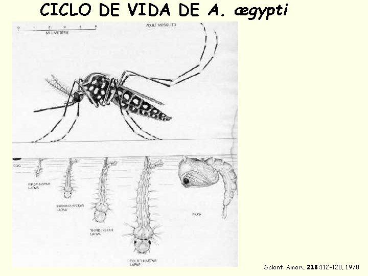 CICLO DE VIDA DE A. ægypti Scient. Amer. , 218: 112 -120, 1978 