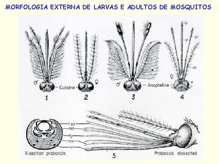 MORFOLOGIA EXTERNA DE LARVAS E ADULTOS DE MOSQUITOS 