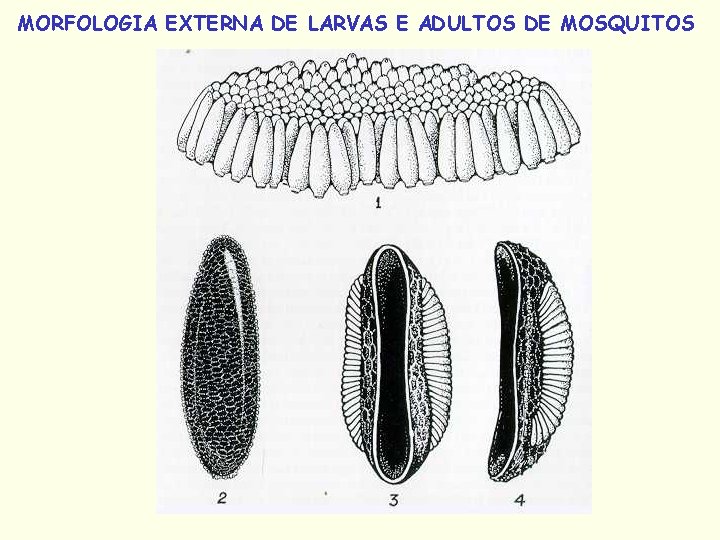 MORFOLOGIA EXTERNA DE LARVAS E ADULTOS DE MOSQUITOS 