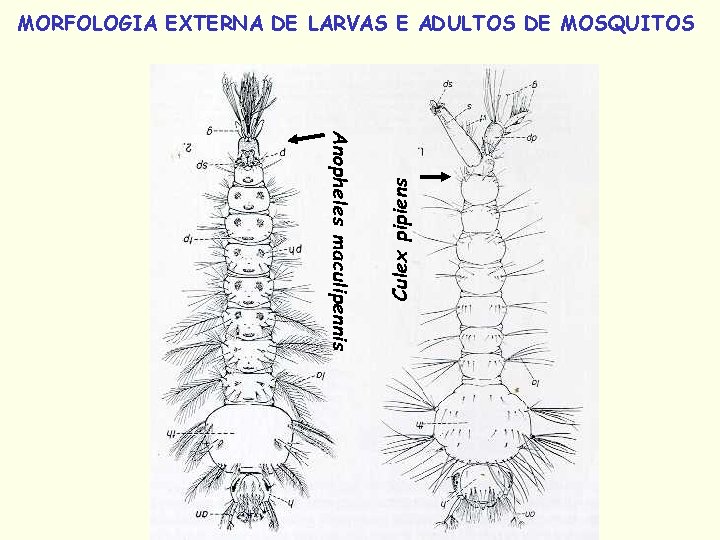 Anopheles maculipennis Culex pipiens MORFOLOGIA EXTERNA DE LARVAS E ADULTOS DE MOSQUITOS 