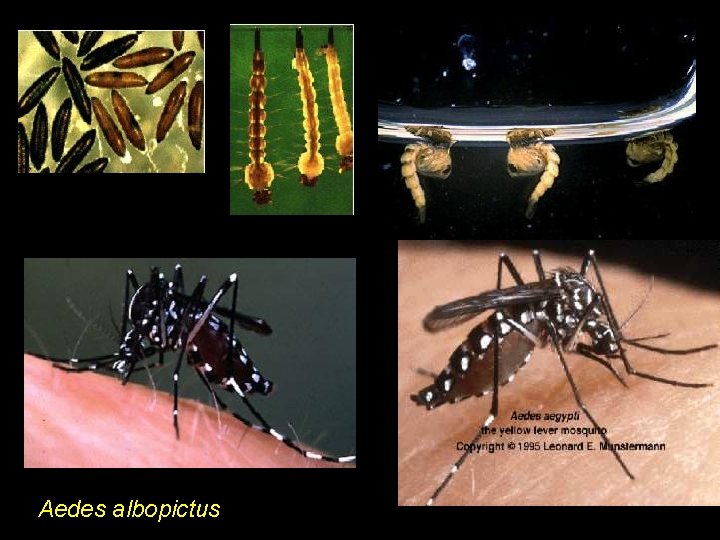 Aedes albopictus 