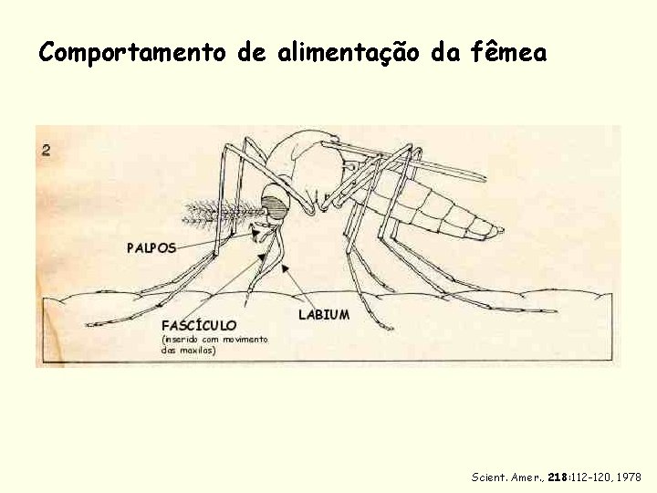 Comportamento de alimentação da fêmea Scient. Amer. , 218: 112 -120, 1978 