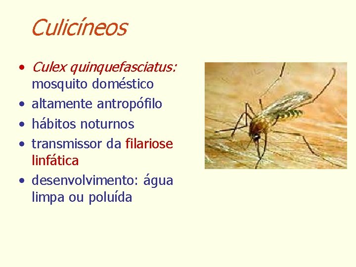 Culicíneos • Culex quinquefasciatus: mosquito doméstico • altamente antropófilo • hábitos noturnos • transmissor