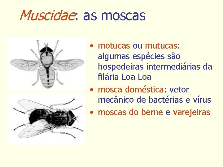 Muscidae: as moscas • motucas ou mutucas: algumas espécies são hospedeiras intermediárias da filária