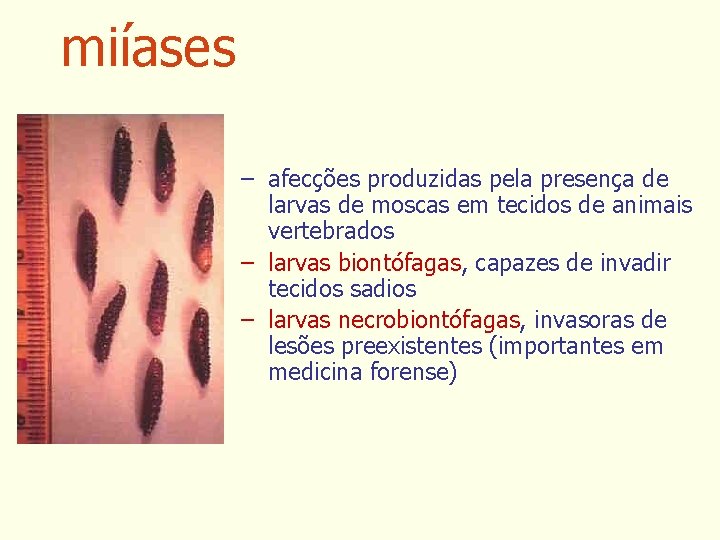 miíases – afecções produzidas pela presença de larvas de moscas em tecidos de animais