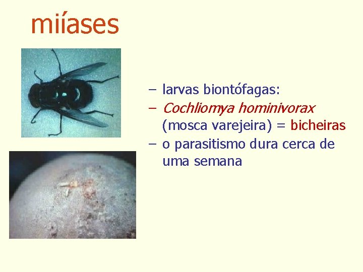 miíases – larvas biontófagas: – Cochliomya hominivorax (mosca varejeira) = bicheiras – o parasitismo