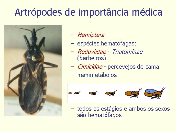 Artrópodes de importância médica – Hemiptera – espécies hematófagas: – Reduviidae - Triatominae (barbeiros)