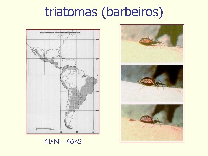 triatomas (barbeiros) 41 o. N - 46 o. S 