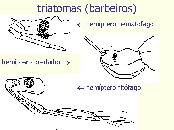 triatomas (barbeiros) hemíptero hematófago hemíptero predador hemíptero fitófago 