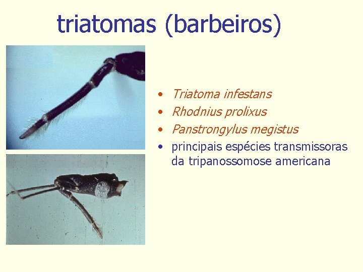 triatomas (barbeiros) • • Triatoma infestans Rhodnius prolixus Panstrongylus megistus principais espécies transmissoras da