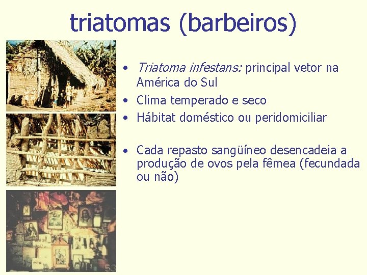 triatomas (barbeiros) • Triatoma infestans: principal vetor na América do Sul • Clima temperado