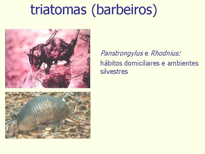 triatomas (barbeiros) Panstrongylus e Rhodnius: hábitos domiciliares e ambientes silvestres 