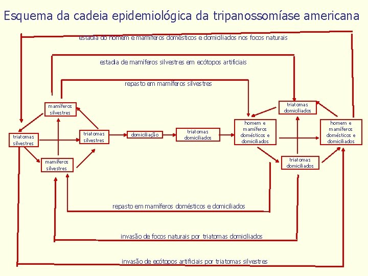 Esquema da cadeia epidemiológica da tripanossomíase americana estadia do homem e mamíferos domésticos e