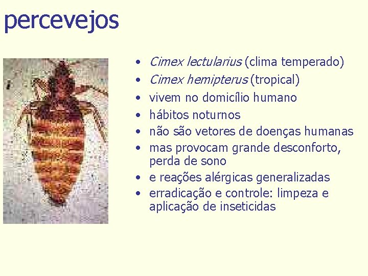 percevejos • • • Cimex lectularius (clima temperado) Cimex hemipterus (tropical) vivem no domicílio