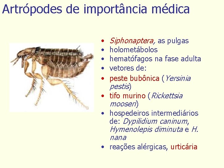 Artrópodes de importância médica • • • Siphonaptera, as pulgas holometábolos hematófagos na fase