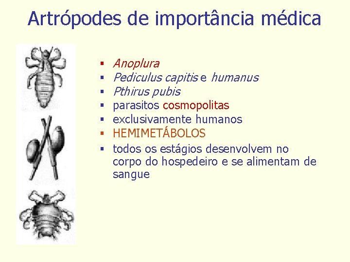 Artrópodes de importância médica § § § § Anoplura Pediculus capitis e humanus Pthirus