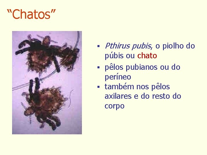 “Chatos” § Pthirus pubis, o piolho do púbis ou chato § pêlos pubianos ou