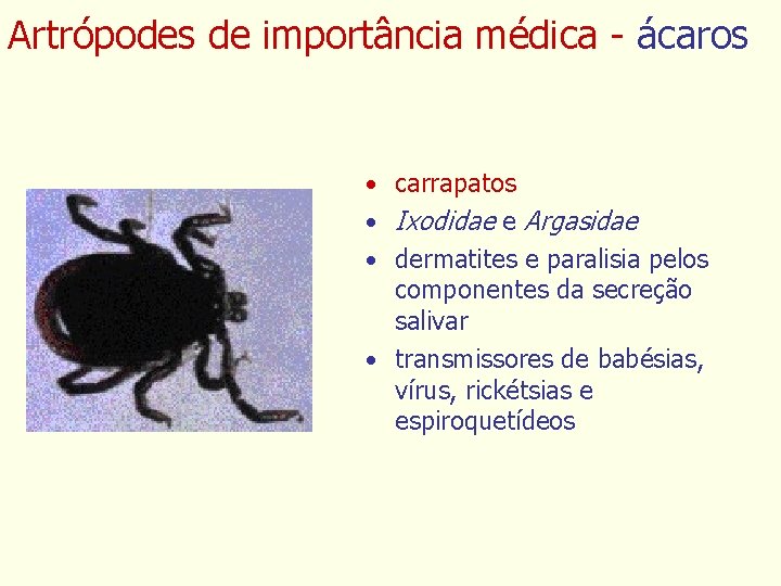 Artrópodes de importância médica - ácaros • carrapatos • Ixodidae e Argasidae • dermatites