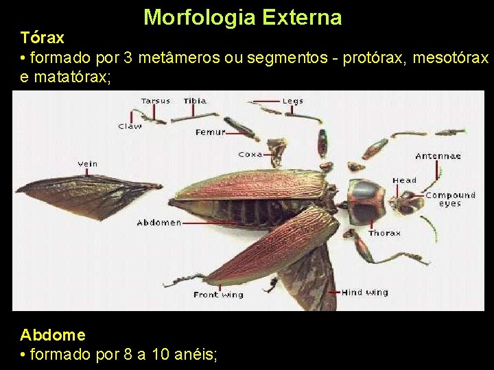 Morfologia Externa Tórax • formado por 3 metâmeros ou segmentos - protórax, mesotórax e