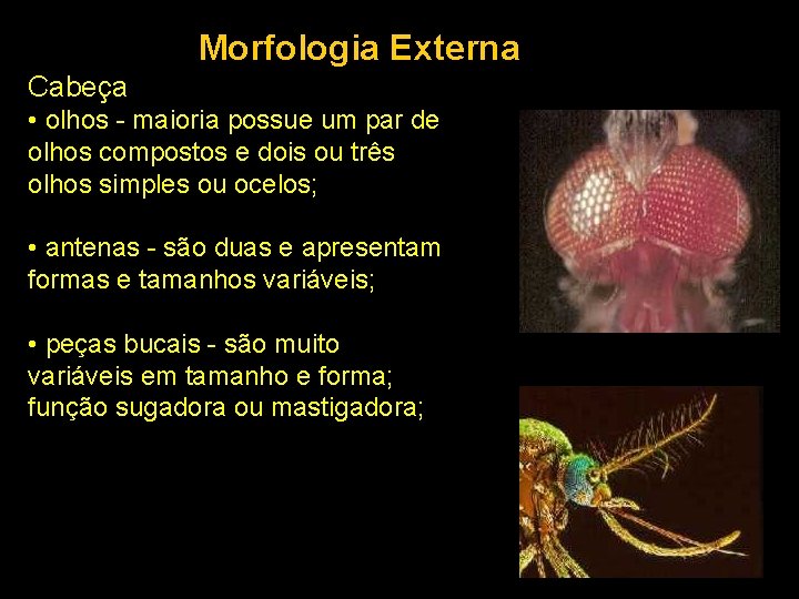 Morfologia Externa Cabeça • olhos - maioria possue um par de olhos compostos e